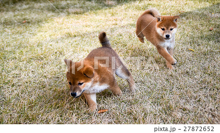 走る二匹の柴子犬 27872652