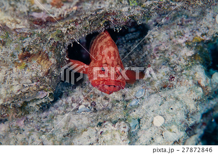 アカハタ アカハタ 27872846