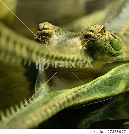 Detail of head of cayman in zoo 27873097