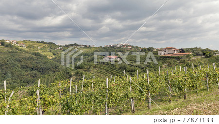 Landscape with vineyards Smartno village, Slovenia Landscape with vineyards Smartno village, Slovenia 27873133