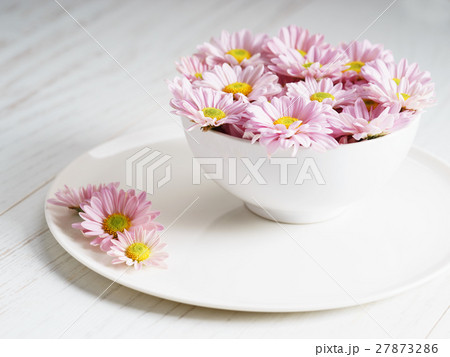 pink chrysanthemum flowers 27873286