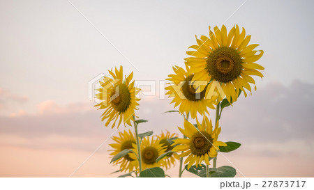 sunflower against a field sunflower against a field 27873717