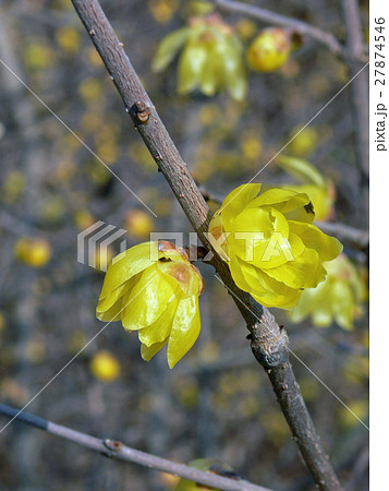 ロウバイ 27874546