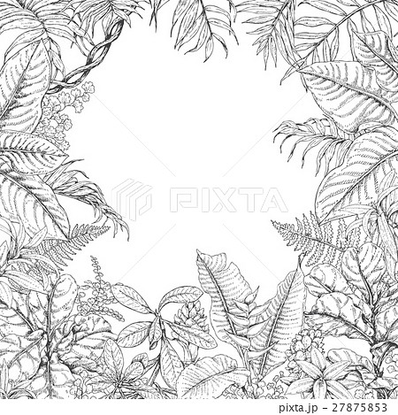 Tropical Plants Frame 27875853
