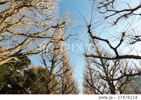 冬 神宮外苑 銀杏 並木 いちょう並木 冬 神宮外苑 銀杏 並木 いちょう並木 27876218