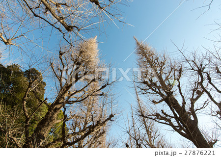 冬 神宮外苑 銀杏 並木 いちょう並木 冬 神宮外苑 銀杏 並木 いちょう並木 27876221