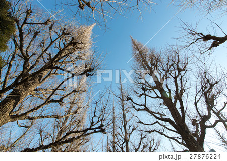冬 神宮外苑 銀杏 並木 いちょう並木 冬 神宮外苑 銀杏 並木 いちょう並木 27876224