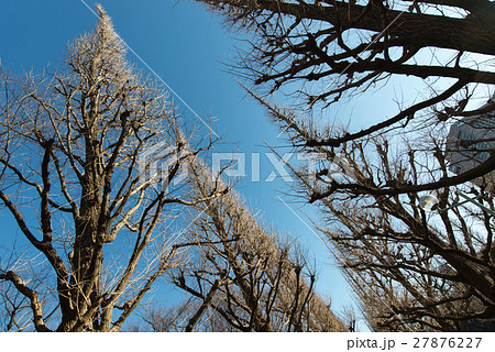 冬 神宮外苑 銀杏 並木 いちょう並木 冬 神宮外苑 銀杏 並木 いちょう並木 27876227