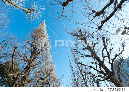 冬 神宮外苑 銀杏 並木 いちょう並木 冬 神宮外苑 銀杏 並木 いちょう並木 27876231
