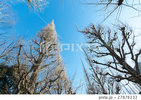 冬 神宮外苑 銀杏 並木 いちょう並木 冬 神宮外苑 銀杏 並木 いちょう並木 27876232