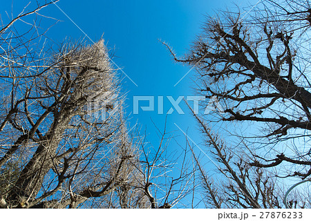 冬 神宮外苑 銀杏 並木 いちょう並木 冬 神宮外苑 銀杏 並木 いちょう並木 27876233