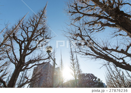 冬　神宮外苑　銀杏　並木　いちょう並木 27876236