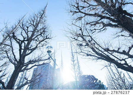 冬 神宮外苑 銀杏 並木 いちょう並木 冬 神宮外苑 銀杏 並木 いちょう並木 27876237