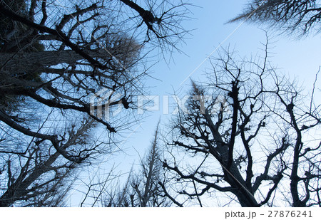冬 神宮外苑 銀杏 並木 いちょう並木 晴天 季節 冬 神宮外苑 銀杏 並木 いちょう並木 晴天 季節 27876241