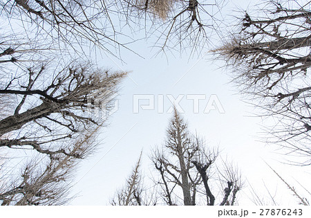 冬　神宮外苑　銀杏　並木　いちょう並木 27876243