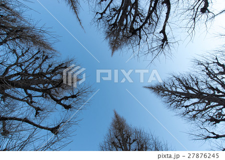 冬 神宮外苑 銀杏 並木 いちょう並木 冬 神宮外苑 銀杏 並木 いちょう並木 27876245