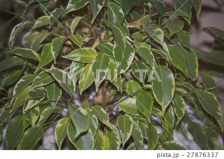 Leaves of ficus benjamina 27876337