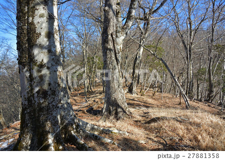 冬晴れのブナ林 丹沢石棚山稜 27881358