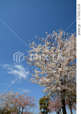 小松川千本桜 27882329