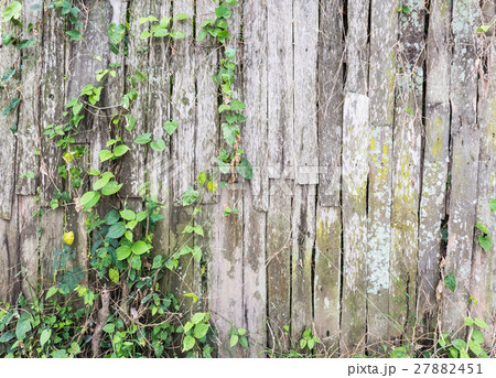 Old log fence with the ivy. Old log fence with the ivy. 27882451