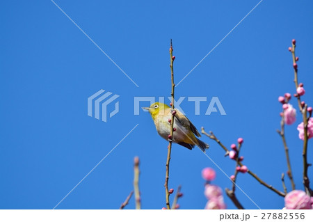 梅とメジロ(N) 梅とメジロ(N) 27882556