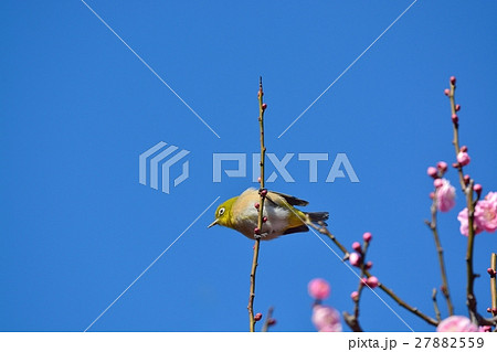 梅とメジロ（N) 27882559