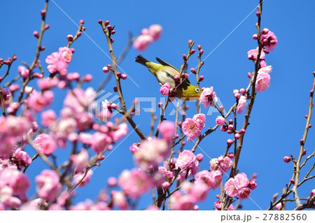 梅とメジロ（N) 27882560