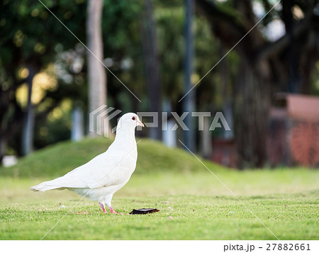 ハワイ 白い鳩の写真素材