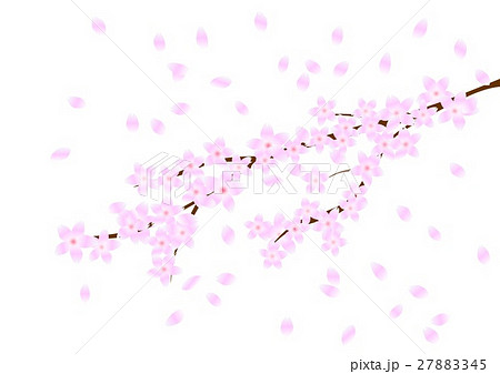 桜 桜吹雪 のイラスト素材 27883345 Pixta