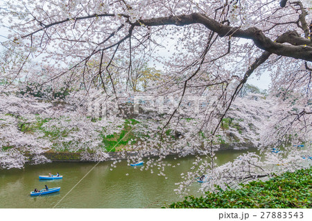 Cherry-blossom viewing by boat,Tokyo,Japan Cherry-blossom viewing by boat,Tokyo,Japan 27883543
