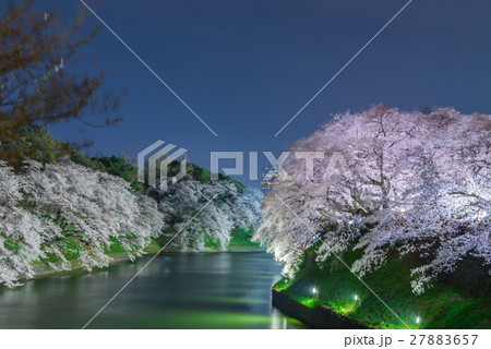 Cherry blossoms in Tokyo, Japan 27883657