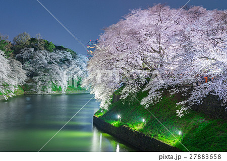 Cherry blossoms in Tokyo, Japan 27883658