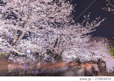 Cherry blossoms in Tokyo, Japan 27883659