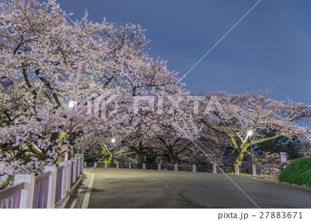 Cherry blossoms in Tokyo, Japan Cherry blossoms in Tokyo, Japan 27883671