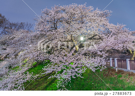 Cherry blossoms in Tokyo, Japan Cherry blossoms in Tokyo, Japan 27883673