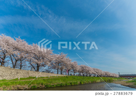 Pink Cherry Blossoms Pink Cherry Blossoms 27883679