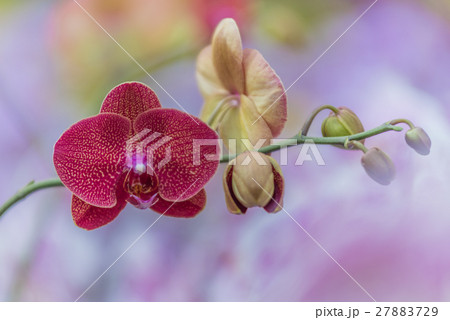 Pink orchid flowers Pink orchid flowers 27883729