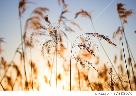 Reed against the sunset Reed against the sunset 27885070