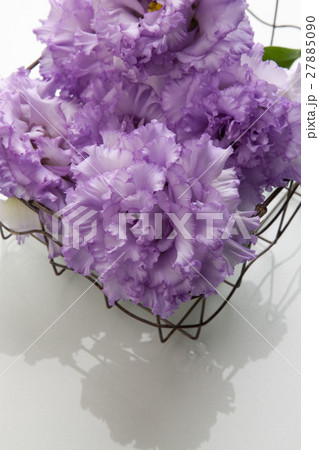 トルコキキョウ 27885090