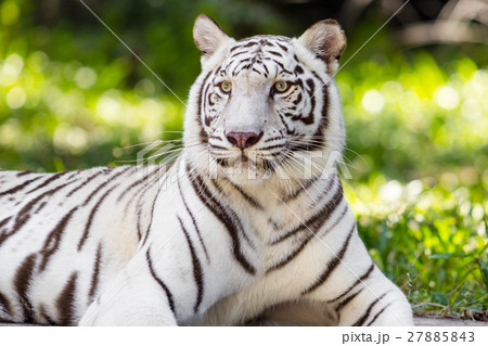 white tiger 27885843