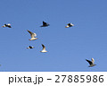 detail of flying seagull 27885986
