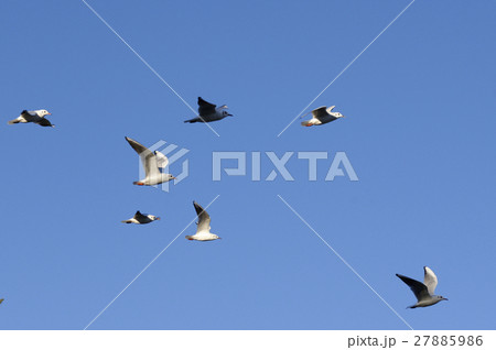detail of flying seagull 27885986