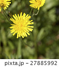flower of dandelion 27885992
