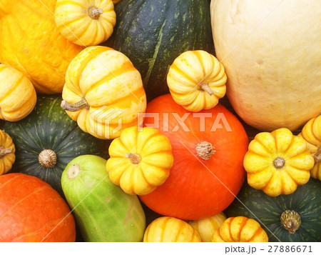 かぼちゃ多種類の写真素材