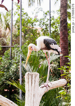 The milky stork (Mycteria cinerea). The milky stork (Mycteria cinerea). 27886676
