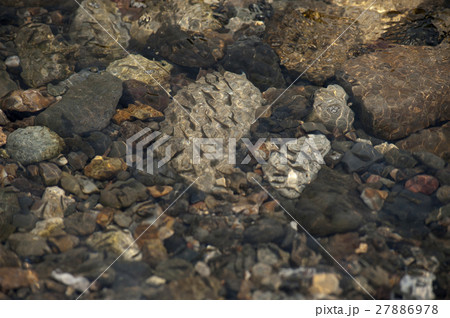 うろり漁 うろり漁 27886978