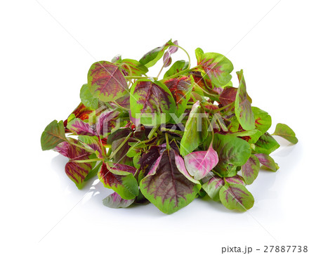 Red spinach on white background Red spinach on white background 27887738