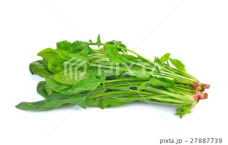 spinach on white background spinach on white background 27887739