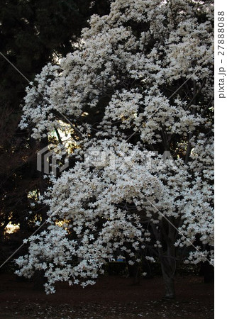 ハクモクレン 満開 夕暮れ 27888088