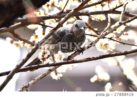 仙川遊歩道の白梅とヒヨドリ 仙川遊歩道の白梅とヒヨドリ 27888419